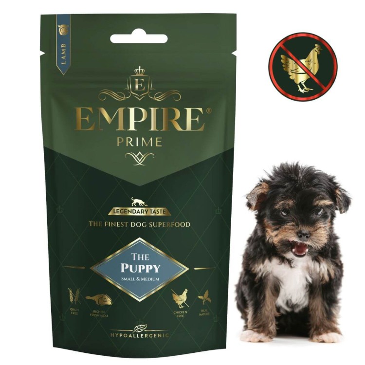 Puppy York.jpg