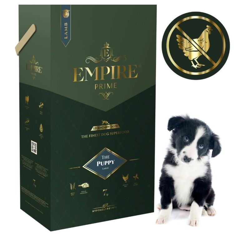 Puppy border collie 7kg.jpg
